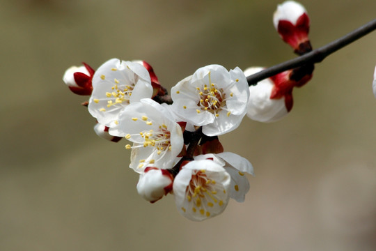 桃花