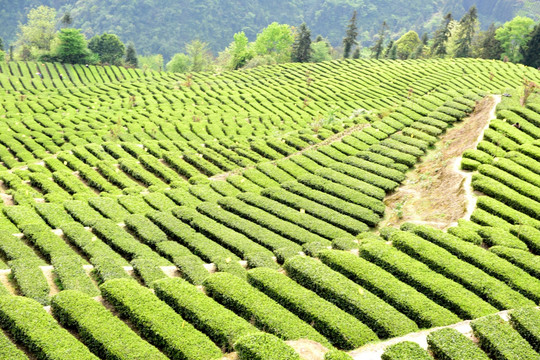 茶山茶树