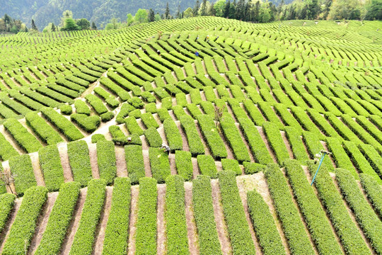 茶山茶树