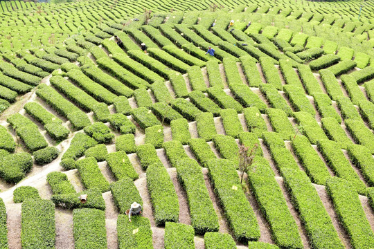 茶山茶树