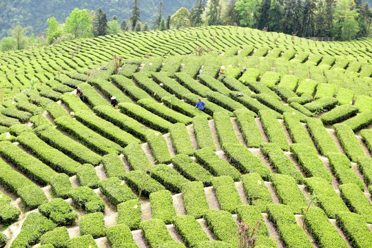 茶山茶树