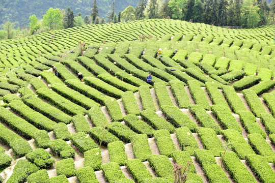 茶山茶树