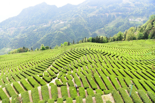 茶山茶树