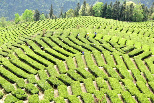 茶山茶树