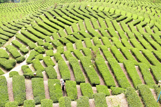 茶园风光