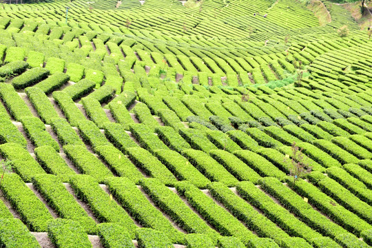 茶园采茶