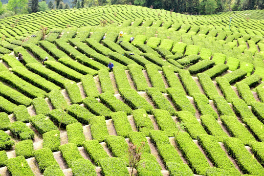 有机生态茶园