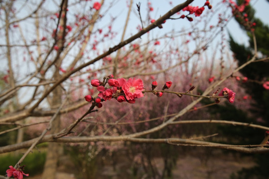 花枝