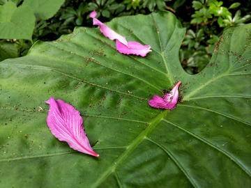 落花