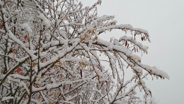 呼伦贝尔自然风光春天雪挂