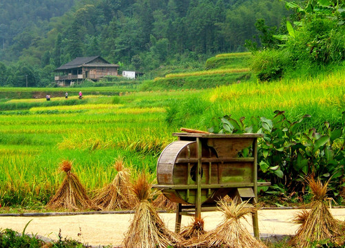 收割季节 风车