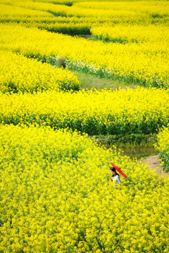 兴化千岛油菜花