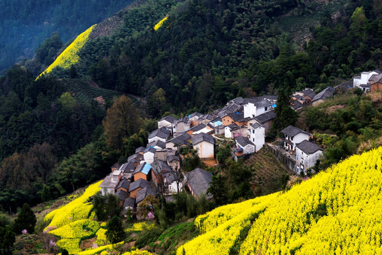 皖南山村油菜花开