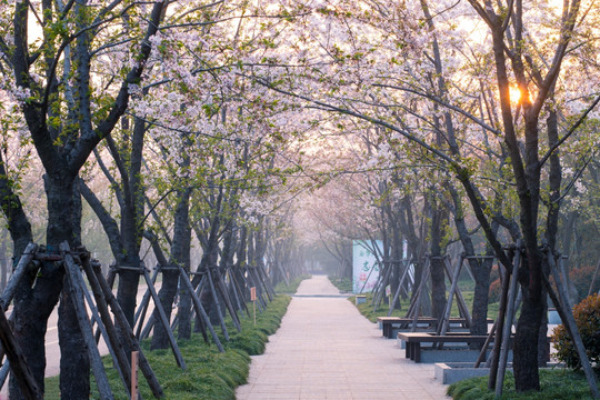 樱花大道