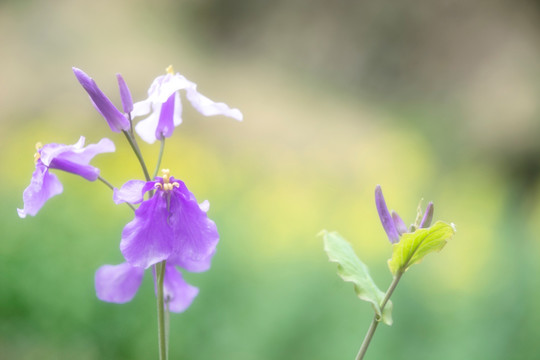 路边野花