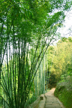 赤水红石野谷 竹海风光