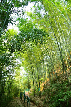 赤水红石野谷 竹海风光