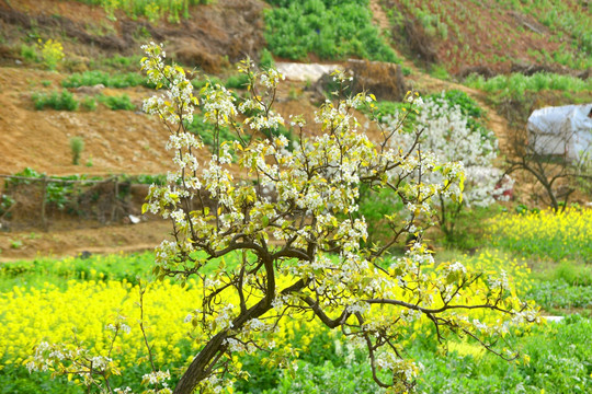 梨花盛开 油菜花 田园风光