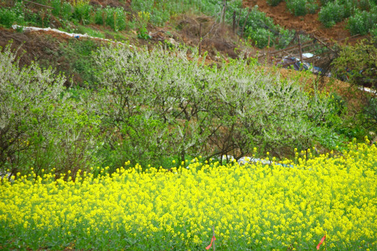 梨花盛开 油菜花 田园风光