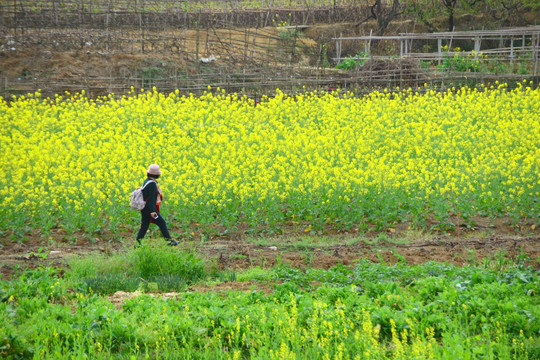 春游踏青 赏油菜花 田园风光