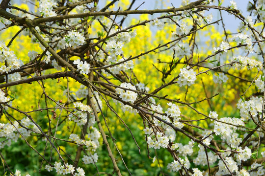 梨花盛开 油菜花 田园风光