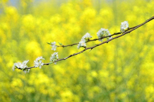 梨花盛开 油菜花 田园风光