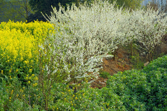 梨花盛开 油菜花 田园风光