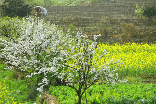 梨花盛开 油菜花 田园风光