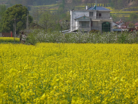 美丽乡村