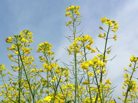 油菜花