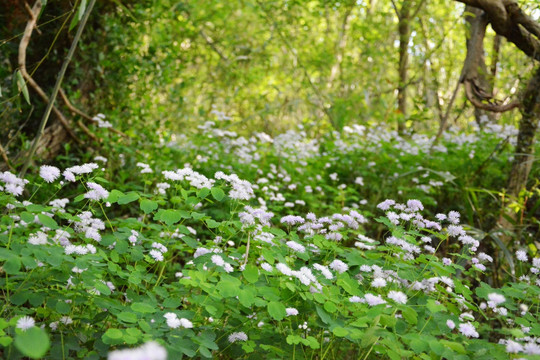 丛林野花