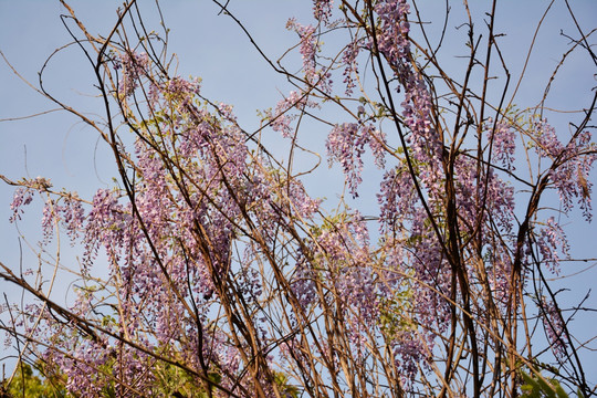 紫藤花背景