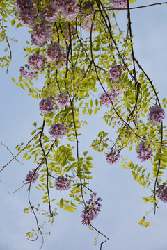 紫藤花开