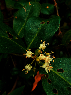 蜡烛果花