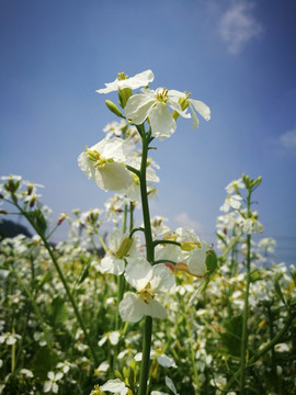 油菜花