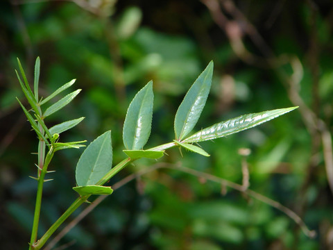 芸香科药用植物两面针