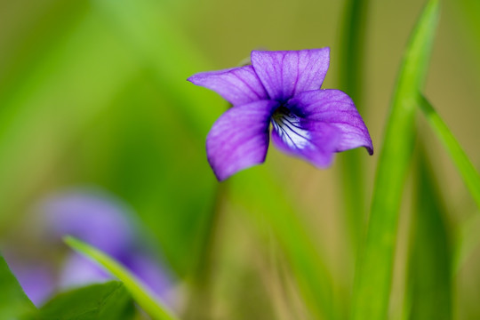 早开堇菜