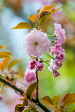 樱花