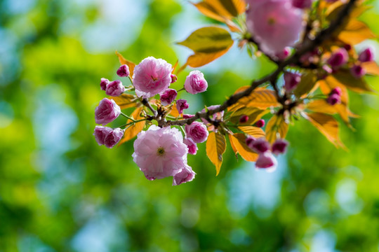 樱花