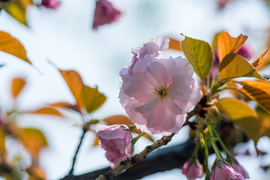 樱花