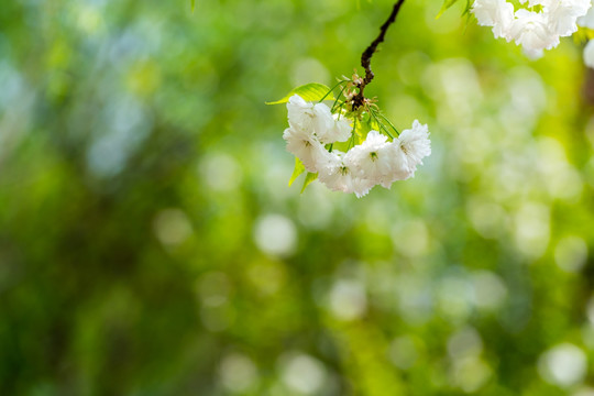 樱花