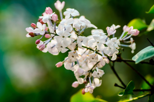 丁香花