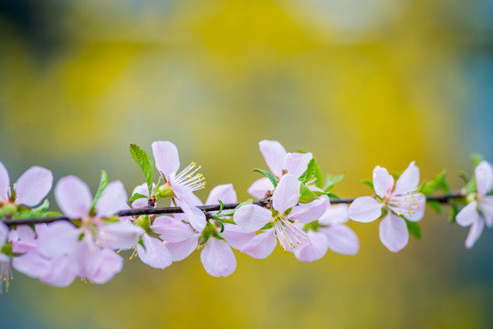 桃花