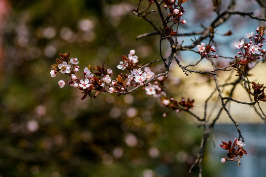 紫叶李