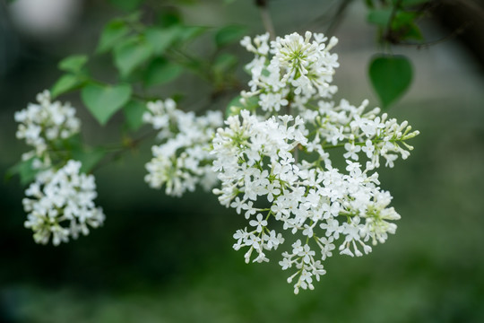 丁香花