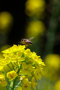 春暖花开 蜜蜂 采蜜