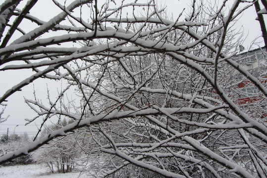 雪挂