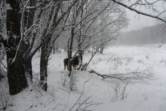 雪挂