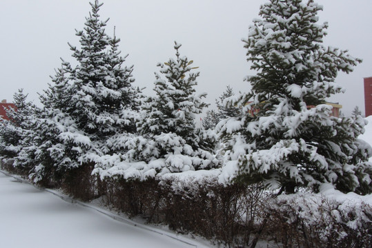 阳春白雪