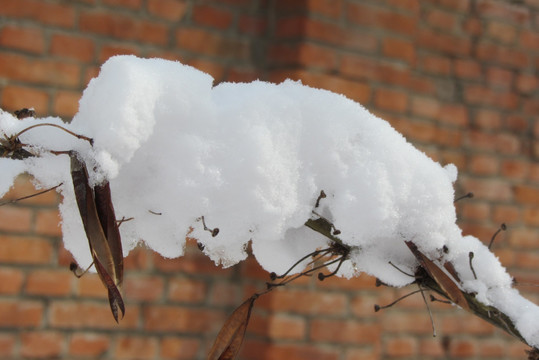 春天雪挂